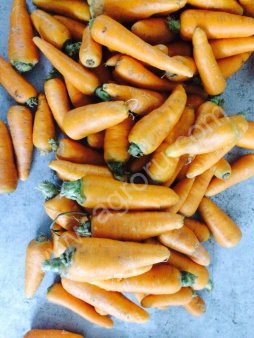 Морковь мытая