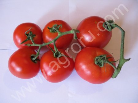 Помидоры крупным оптом