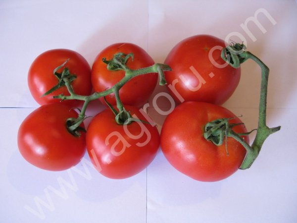 Помидоры крупным оптом