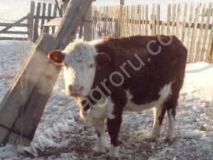 Стадо КРС 61 голова