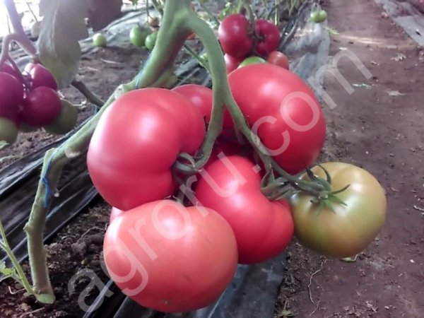 ТОМАТ ТЕПЛИЧНЫЙ РОЗОВЫЙ, сорт МАМСТОН