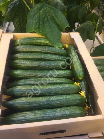 Огурцы длинноплодные демарраж от производителя