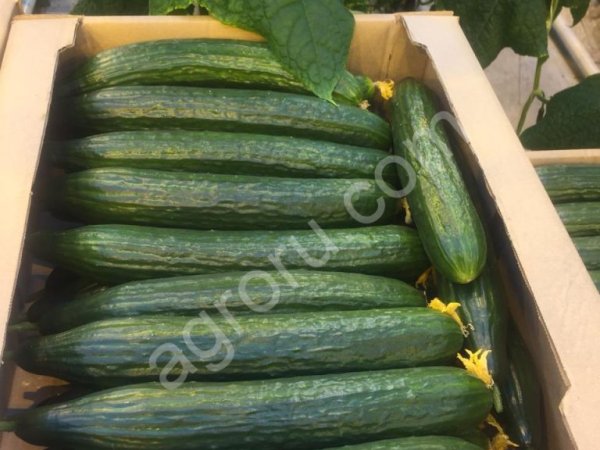 Огурцы длинноплодные демарраж от производителя