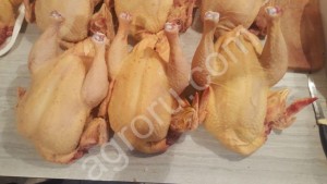 Домашнее мясо кур