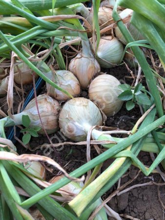 репчатый лук Candy F1 /  2019