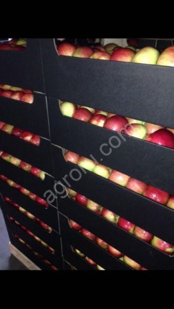 Яблоки Айдаред