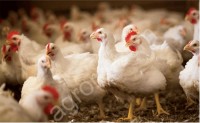 Куры (несушка), Бройлерные цыплята КОББ-500 (вес 2-3 кг)