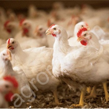 Куры (несушка), Бройлерные цыплята КОББ-500 (вес 2-3 кг)