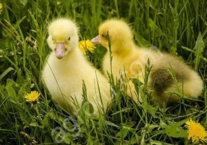 Запись на молодняк Гуcят и мyлaрдов опт и мелкий опт
