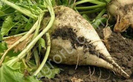 Семена сахарной свеклы