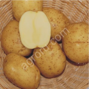 Семенной картофель Кея