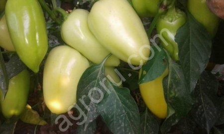Перец сладкий оптом