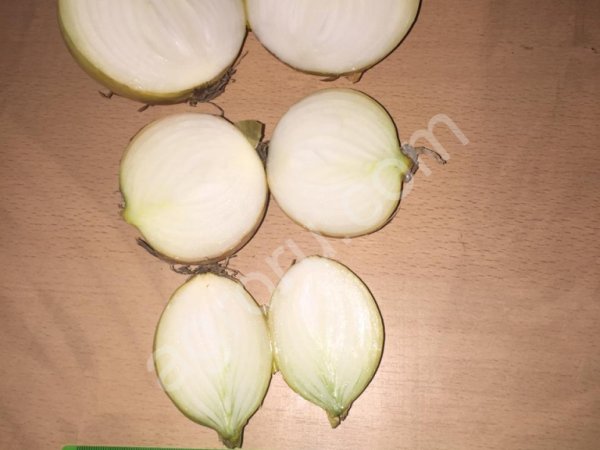 Лук репчатый