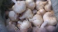 <strong>Чеснок</strong> оптом