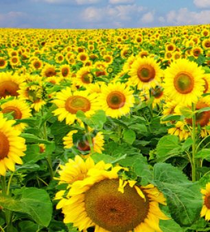 Семена подсолнечника гибрид F1 Барсело, Самурай,г СФ-7,8, Ультро, Оптимум