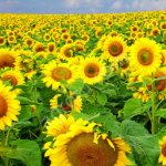 Семена подсолнечника гибрид F1 Барсело, Самурай,г СФ-7,8, Ультро, Оптимум