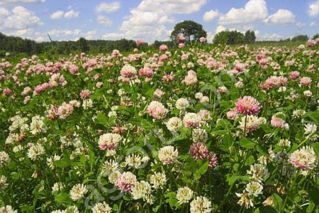 Семена клевера