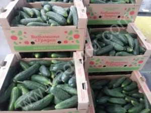 Огурцы свежие Кураж
