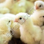 Цыплята Бройлер