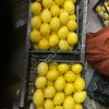 Лимоны Адалия