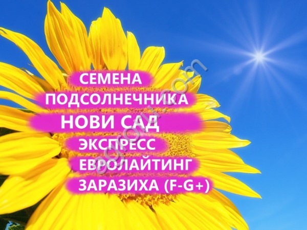 ГИБРИДЫ СЕМЕНА ПОДСОЛНЕЧНИКА НСХ 6008 (НОВИ САД,СЕРБИЯ ) (EXPRESS)