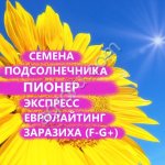 ГИБРИДЫ СЕМЕНА ПОДСОЛНЕЧНИКА П64ЛЕ137/ P64LE137 (ПИОНЕР, PIONEER) (ЭКСПРЕСС, ЗАРАЗИХА A-G+)