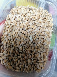 пшеница фуражная в мешках