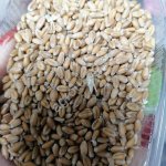 пшеница фуражная в мешках