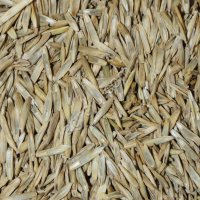 Фестулолиум (семена)