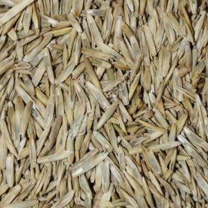 Фестулолиум (семена)