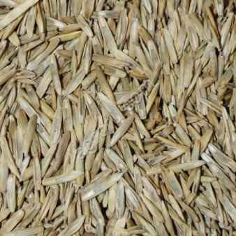 Фестулолиум (семена)