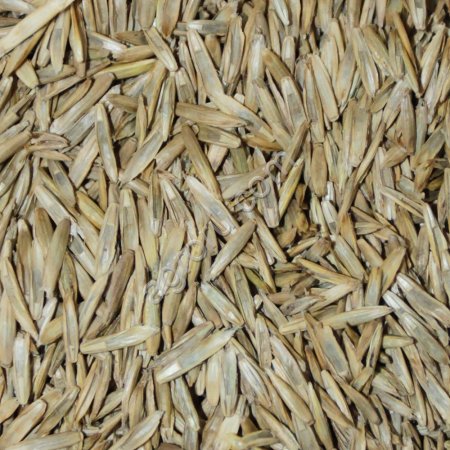 Фестулолиум (семена)