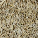 Фестулолиум (семена)