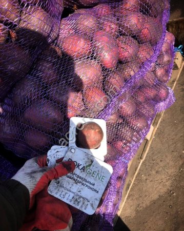 Картофель (Галла, Балтик роуз и т.д.), Нижегородская область