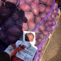 Картофель (Галла, Балтик роуз и т.д.), Нижегородская область