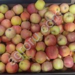 Яблоки Гала