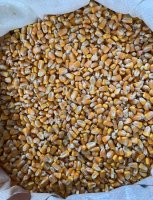 Кукуруза фуражная