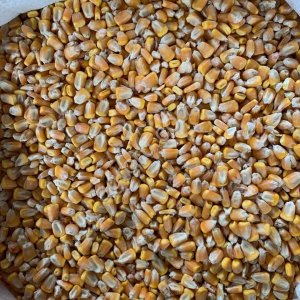 Кукуруза фуражная