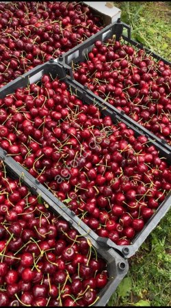 черешню оптом