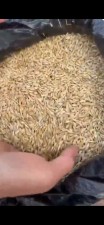Ячмень фуражный
