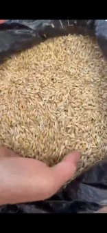 Ячмень фуражный