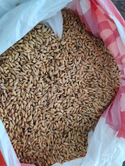 Ячмень фуражный