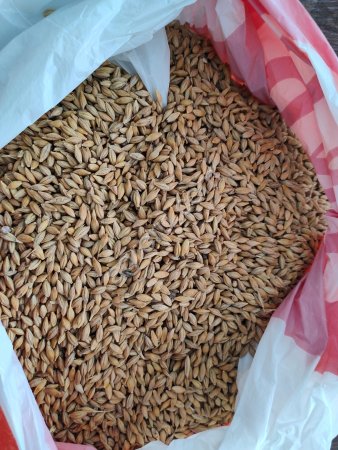 Ячмень фуражный