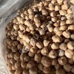 Нут 8+. Зоовит