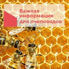 Ищем пчел для опыления подсолнечника