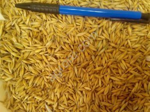 Овес в мешках