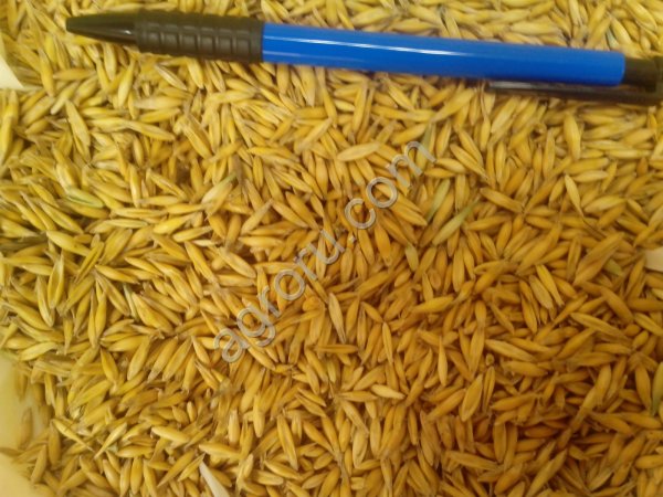 Овес в мешках