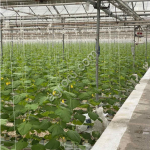 Тепличный комбинат 8,6 Га