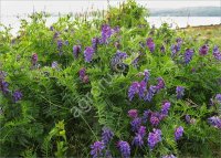 Семена Вики Озимой мохнатой