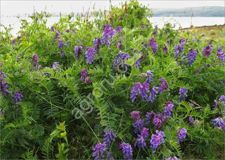 Семена Вики Озимой мохнатой